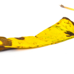 Ereções Dinheiro e a Comédia da Vida