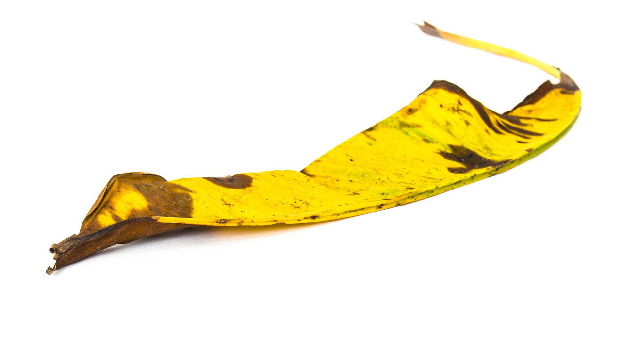 Ereções Dinheiro e a Comédia da Vida