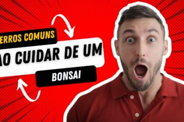 erros comuns ao cuidar de um bonsai