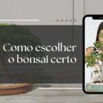 encontre o seu bonsai
