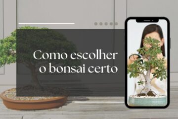encontre o seu bonsai