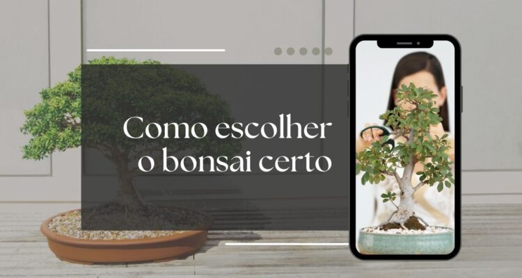 encontre o seu bonsai