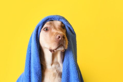 o que é o dia da toalha