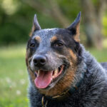 dia mundial do cachorro blue heeler