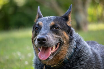 dia mundial do cachorro blue heeler