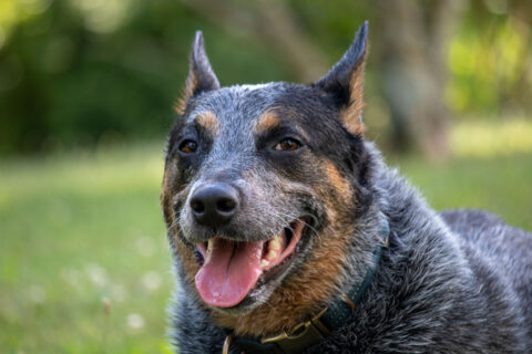 dia mundial do cachorro blue heeler