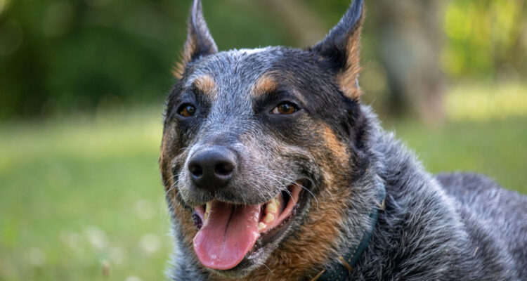 dia mundial do cachorro blue heeler