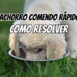 Cachorro comendo rápido e engasgando: como resolver com comedouro certo