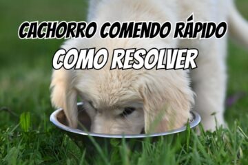 Cachorro comendo rápido e engasgando: como resolver com comedouro certo