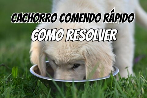 Cachorro comendo rápido e engasgando: como resolver com comedouro certo