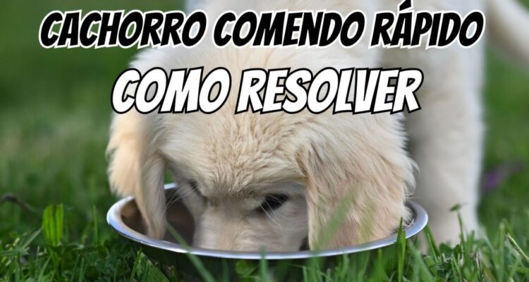 Cachorro comendo rápido e engasgando: como resolver com comedouro certo