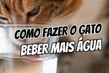 Como fazer o gato beber mais água com ajustes e fonte elétrica