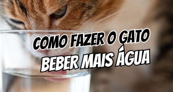 Como fazer o gato beber mais água com ajustes e fonte elétrica
