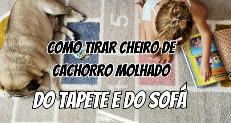 Como tirar cheiro de cachorro molhado na casa