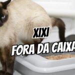 Gato fazendo xixi fora da caixa como investigar sem punição