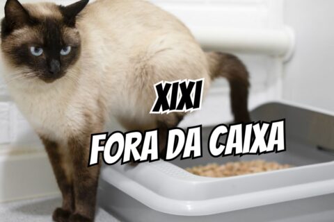 Gato fazendo xixi fora da caixa como investigar sem punição