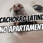 como reduzir os latidos do cachorro no apartamento