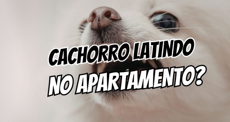 como reduzir os latidos do cachorro no apartamento