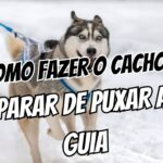Braço cansado O método para o cachorro parar de puxar a guia