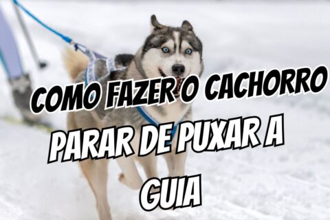 Braço cansado O método para o cachorro parar de puxar a guia