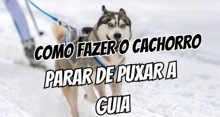 Braço cansado O método para o cachorro parar de puxar a guia