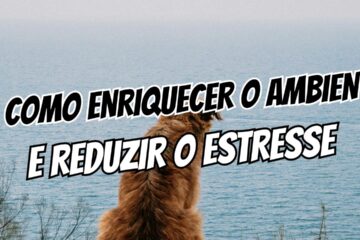 Cão ansioso sozinho O guia para enriquecer o ambiente e reduzir o estresse