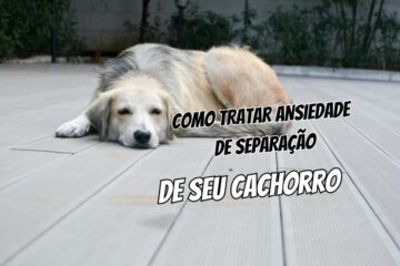 Como trtar a ansiedade de separação de seu cachorro