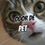 casa com odor de pet
