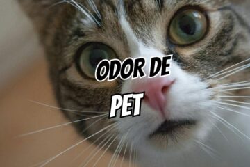 casa com odor de pet