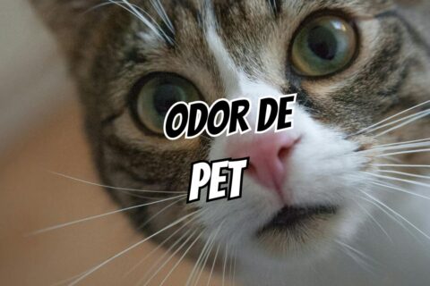 casa com odor de pet