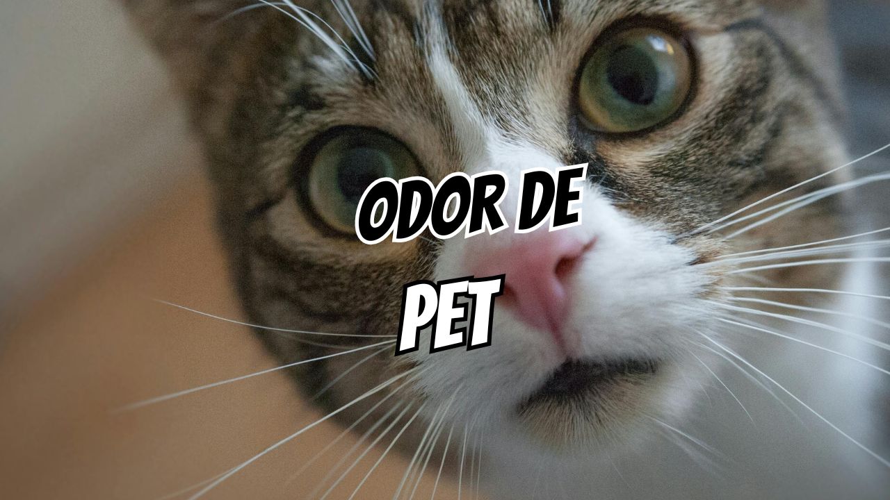 casa com odor de pet