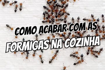 como acabar com as formigas na cozinha