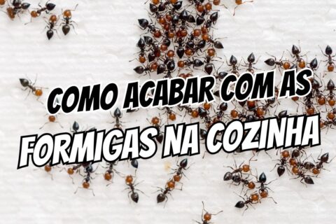 como acabar com as formigas na cozinha