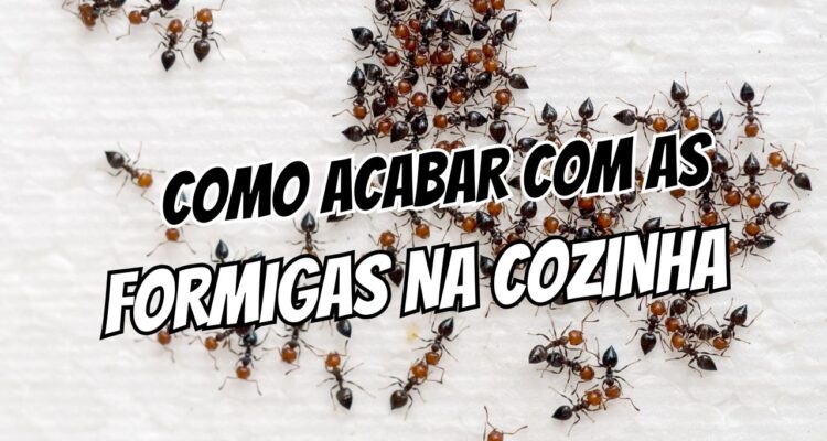 como acabar com as formigas na cozinha